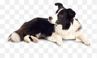 Download Dog Png 12 - Free Transparent Png Images Icons And Dog,Dog Sitting Png
