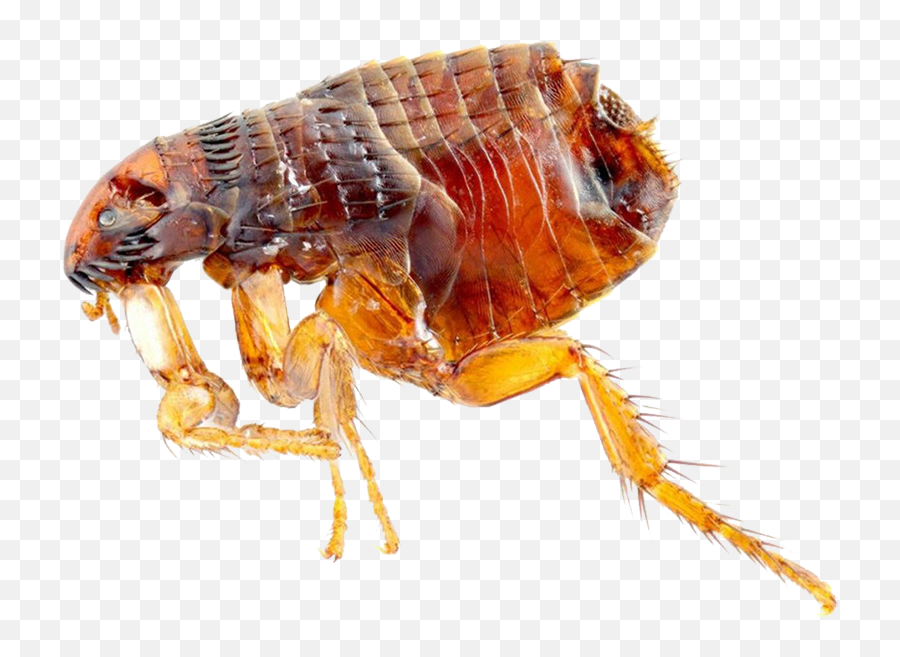 Flea Control - Fleas Meaning Png,Flea Png