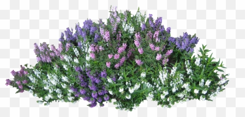 Download Bush With Pink Flowers Png Image For Free - Png