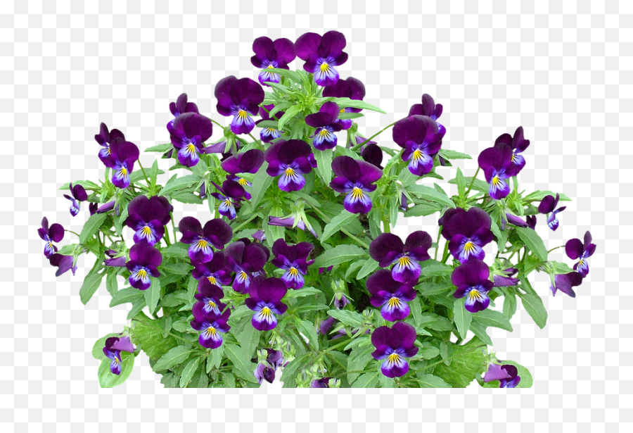 Pansy Spring Flower - Free Photo On Pixabay Planta Com Flor Violeta Png,Spring Flower Png