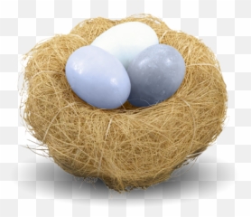 Download - Nest Png,Nest Png