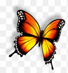 Le Papillon Butterfly U2013 Restaurante U0026 Beach Club - Monarch Butterfly png