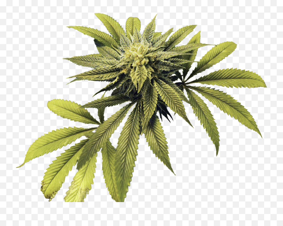 Medical Marijuana Sales Surpass 33 Million In Arkansas - Tree Png,Marijuana Plant Png