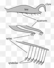 Generalized Structure Of An Adhesive Gecko Foot Download - Gecko Setae Diagram Png,Gecko Png