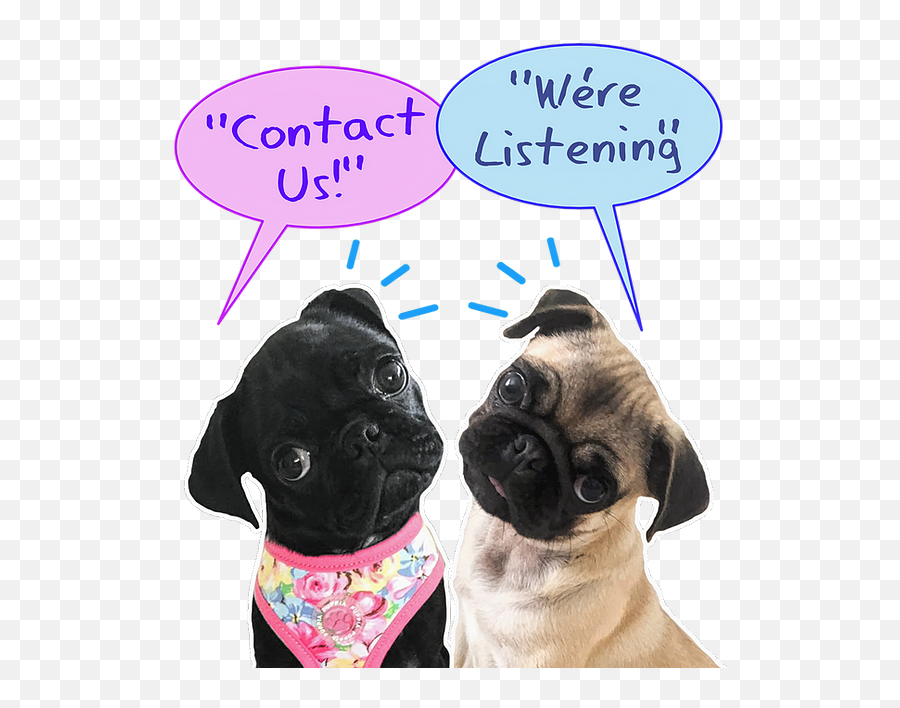 Contact The Pug Queen - Martingale Png,Pug Icon