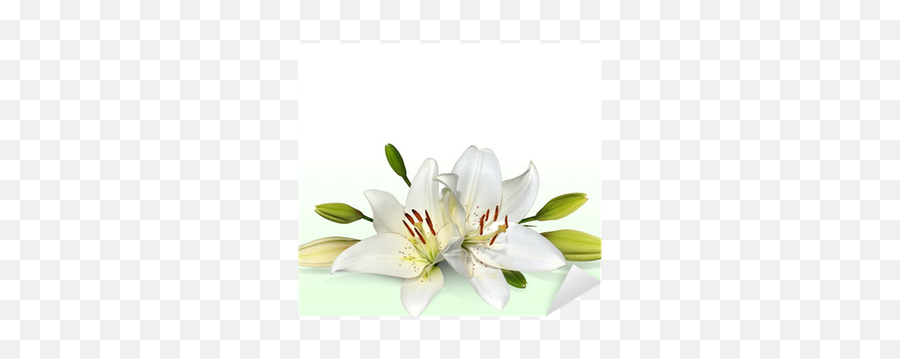 Easter Lily Flowers Also Known As November Lilies Sticker U2022 Pixers - We Live To Change Transparent Background Easter Lily Png,Easter Lily Png