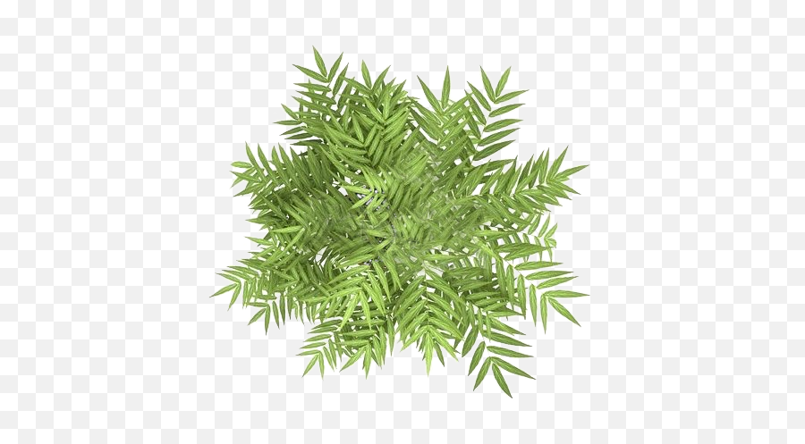 Pin - Top View Plant Png,Tree Top View Png