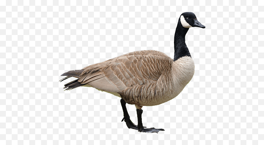 Goose Transparent Image - Goose Png,Goose Transparent