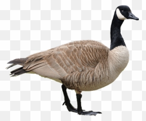Goose Transparent Image - Goose Png,Goose Transparent