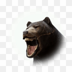 Serendia Bear - Bdo Codex Serendia Bear Location Bdo Png,Black Bear Icon