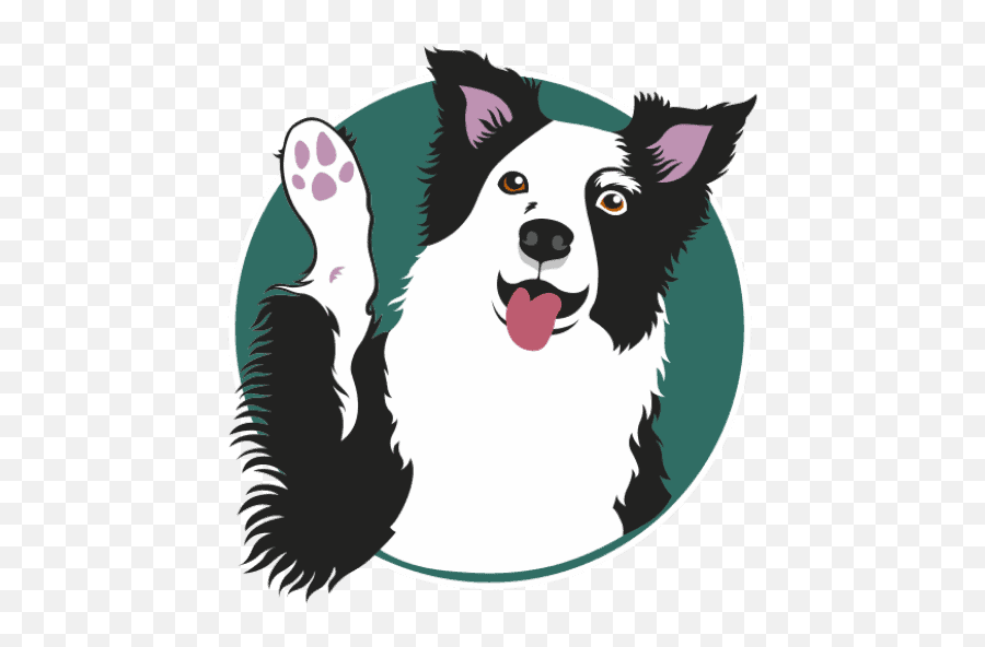 Border Collie Training Online Academy Hosted By Expert - Northern Breed Group Png,Icon Border Collies