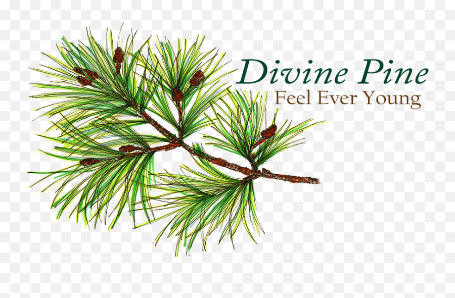 Health Benefits Divinepine - Two Needle Pinyon Pine Png,Pine Tree Logo