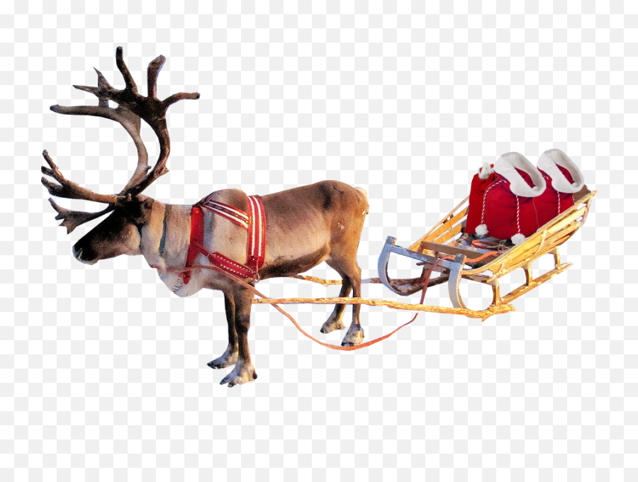 Christmas Reindeer And Sleigh Santa - Real Reindeer On Sleigh Png,Caribou Png