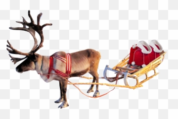 Christmas Reindeer And Sleigh Santa - Real On png
