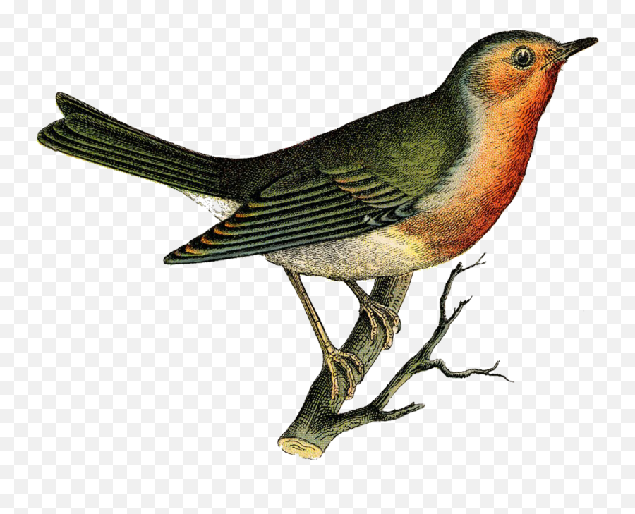 Bane Cliparts - Vintage Bird Png Download Full Size Vintage Bird,Bane Png
