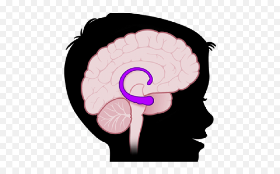 Brains Clipart Amygdala - Hippocampus In Brain Png Clip Art,Brains Png