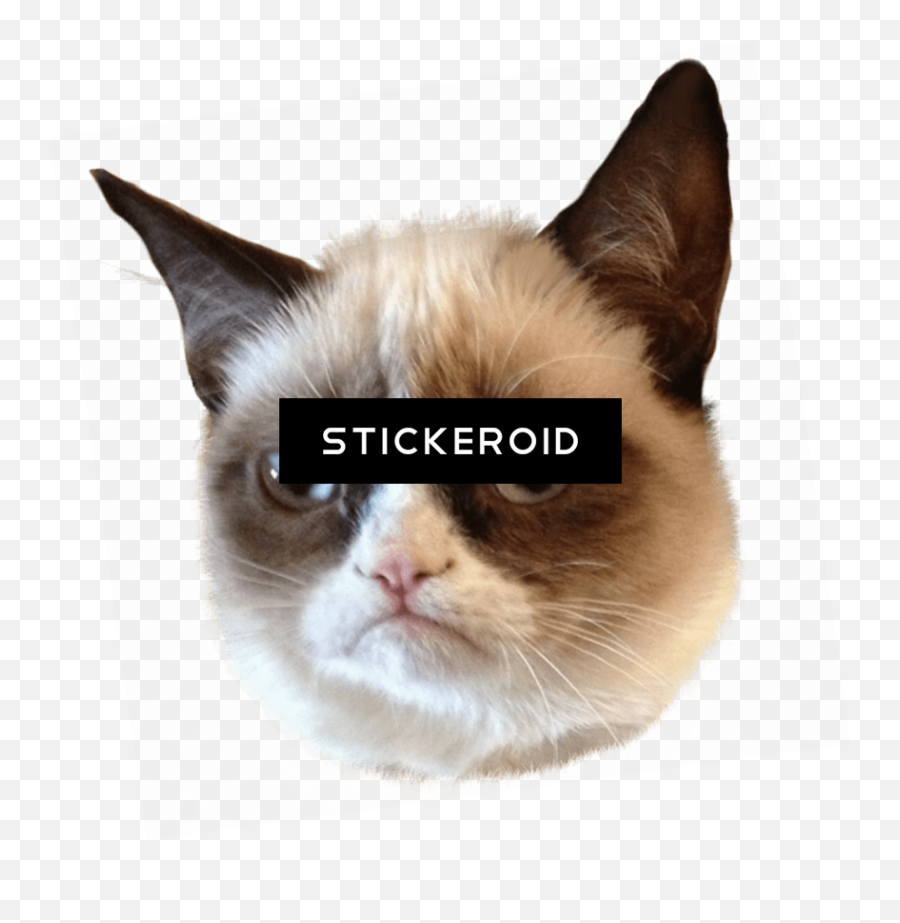 Download Grumpy Cat Head - Fuck Are You Doing Png,Cat Head Png