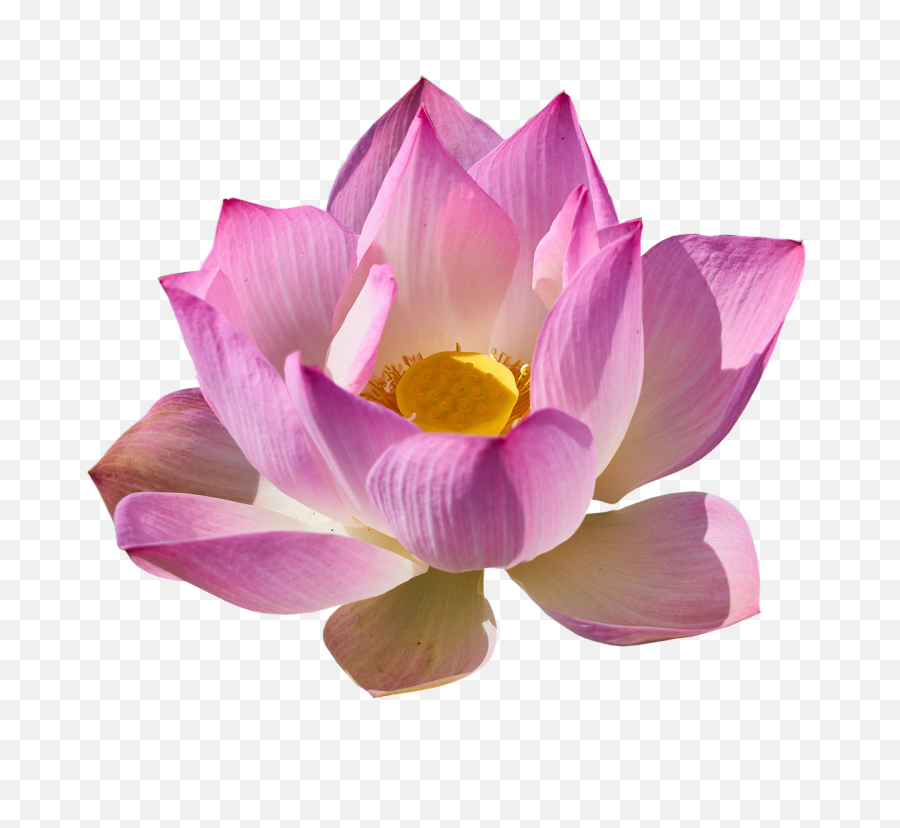Lotus Lily Png - Significado Do Nome Sabrina,Lily Transparent Background
