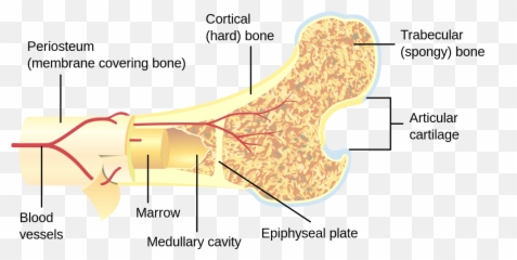 Bone Cross - Section Of Long png