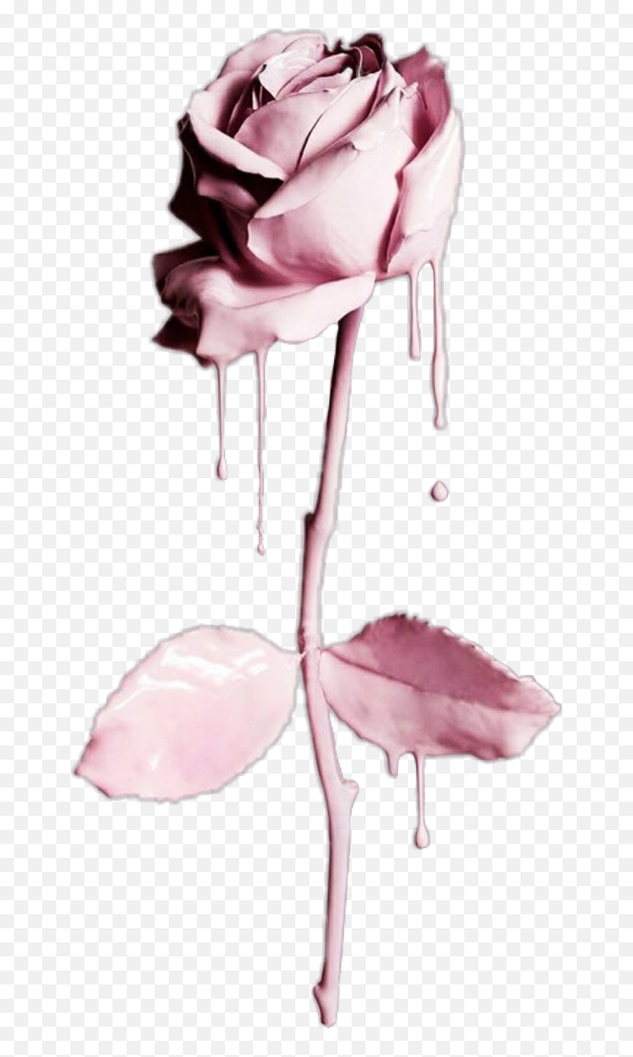 Flower - Rose Gold Flower Iphone Png,Dripping Water Png