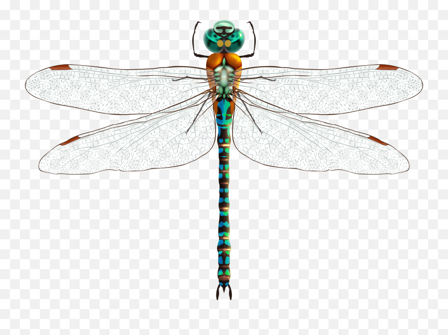 Download Dragonfly Png Clip Art - Dragonfly Png Clipart,Dragonfly Transparent Background