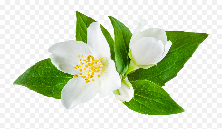 Jasmine Flower Png Images Free Download - Jasmine Flower Transparent,Wild Flowers Png