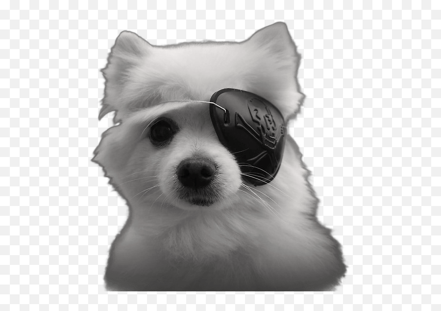 Gabe The Dog Png 4 Image - Eyepatch,Gabe The Dog Png