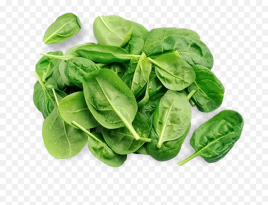 Download 3 - Spinach Png Image With No Background Pngkeycom Tatsoi,Spinach Png