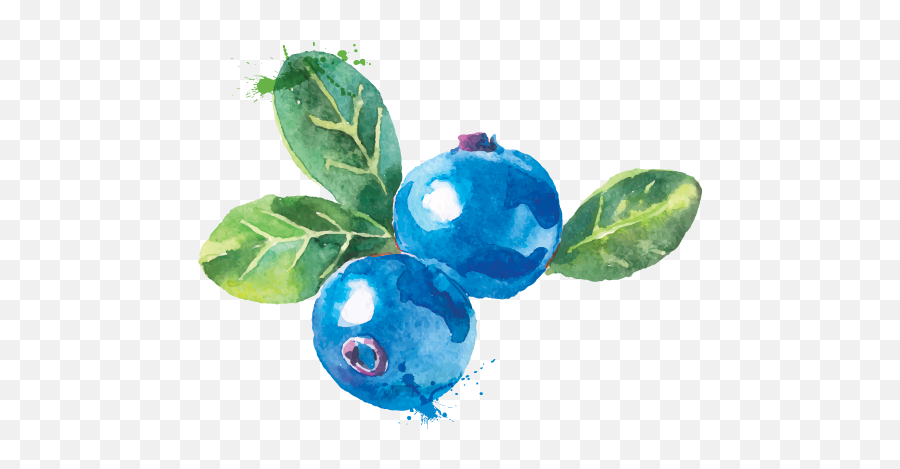 Water Colour Blueberry Transparent Png - Watercolor Blueberries Transparent Png,Blueberry Transparent Background
