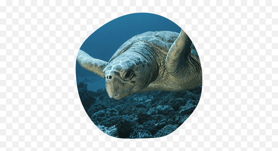 Home - Ridley Sea Turtle Png,Sea Turtle Png