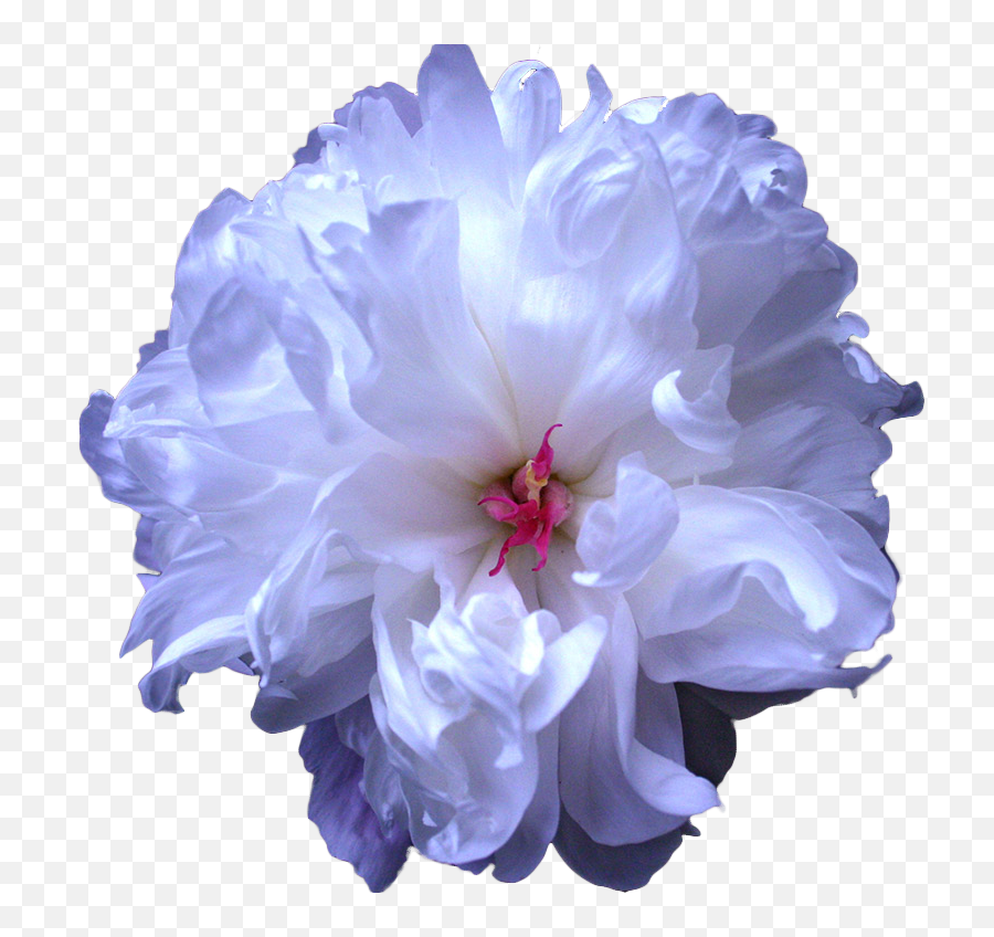 Download Tumblr Blue Flower Drawing Transparent - Blue Peony Blue Flowers Transparent Background Png,Blue Flower Transparent