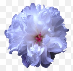 Download Tumblr Blue Flower Drawing Transparent - Peony Flowers Background png