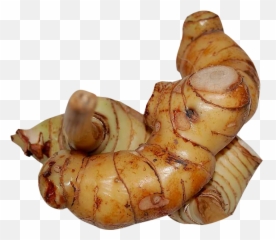 Galangal Png Image - PurePNG Free transparent CC0 Png