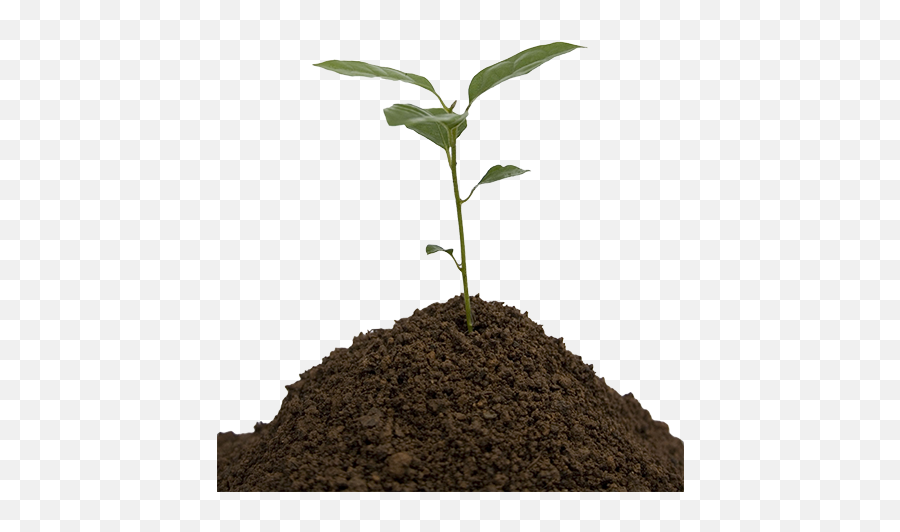 Soil Png - Young Tree Transparent Png,Growing Plant Png