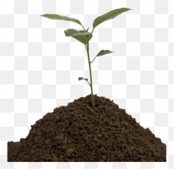 Soil Png - Young Tree Transparent