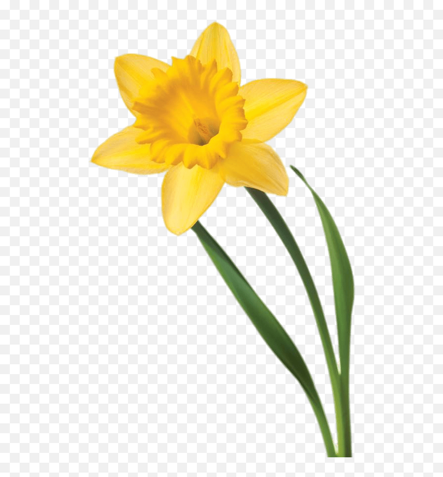 Daffodil Flower Clip Art - Single Daffodil White Background Png,Daffodil Png