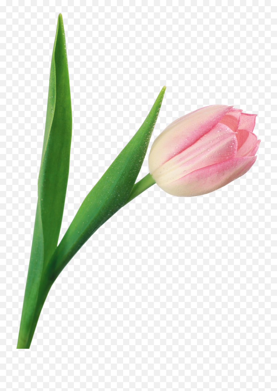 Download Tulip Png Image For Free Transparent