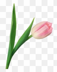Download Tulip Png Image For Free Transparent