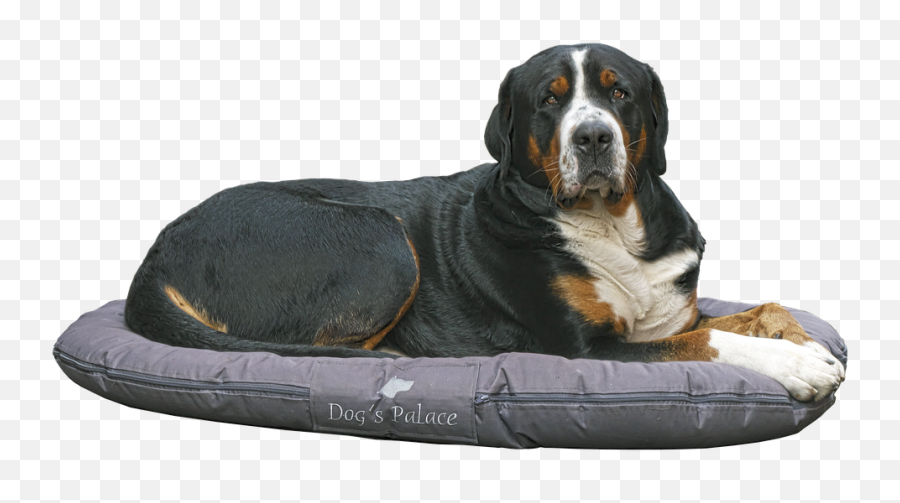 Bernese Mountain Dog Images - Dog Bed Transparent Background Png,Dog Transparent
