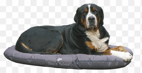 Bernese Mountain Dog Images - Bed Transparent Background png