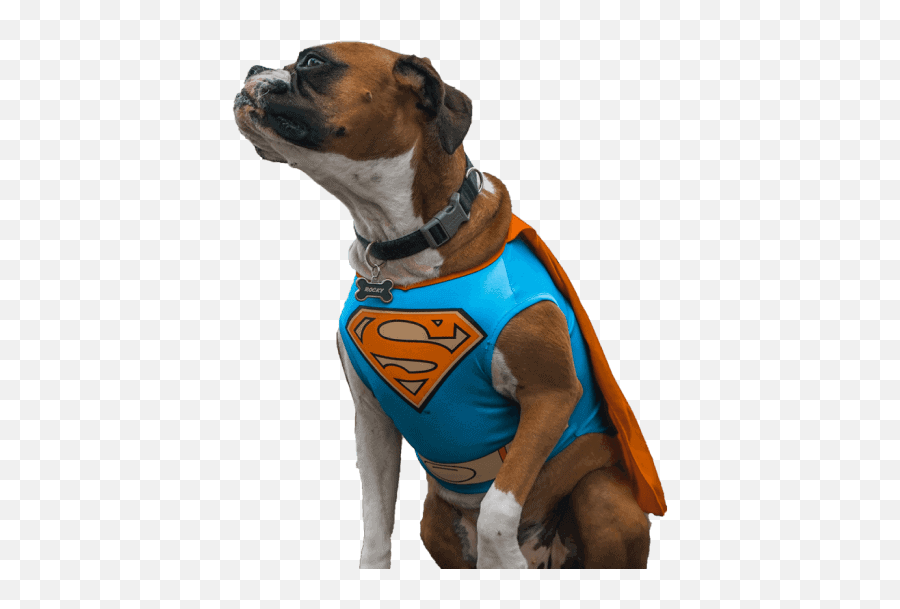 Pet Costume Center - Pet Costumes For Any Occasion Friday Motivational Quotes With Dogs Png,Icon Band Cosplay