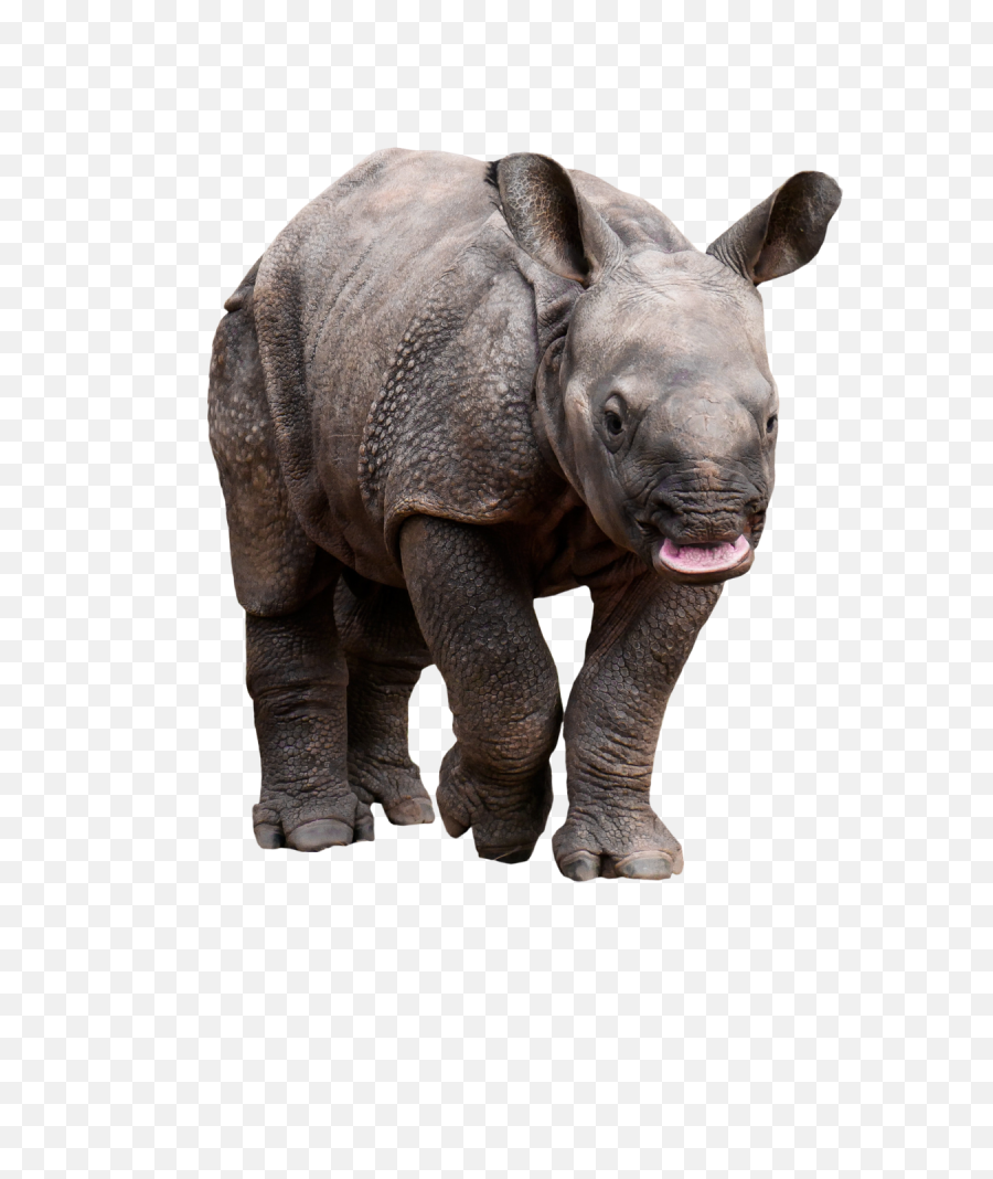 Retarded Rhino Png Image - Pachydermata,Rhino Png