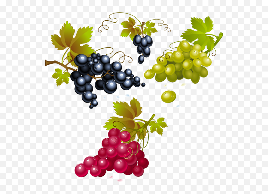Download Hd Grapes Png - Grape Transparent Png Image Red Grapes Clipart,Grapes Png