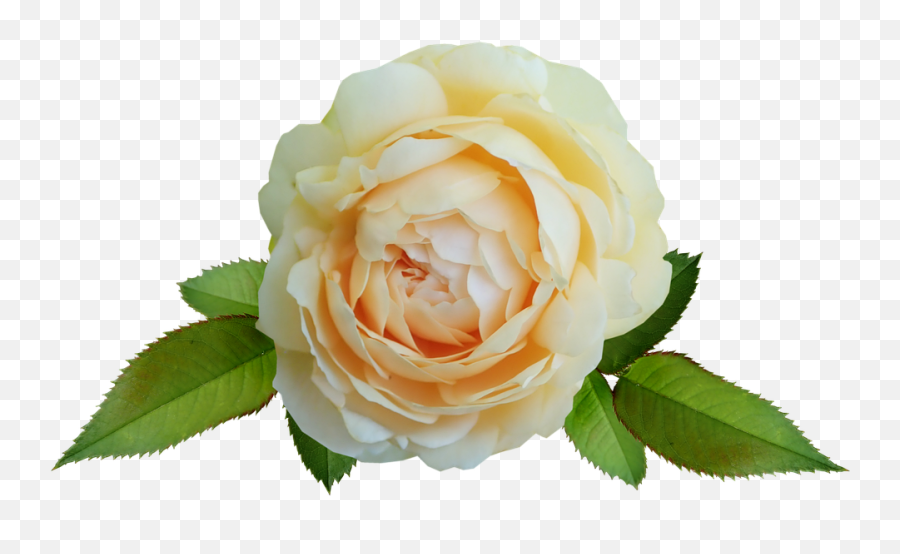 Flower Yellow Rose David - Free Photo On Pixabay Hybrid Tea Rose Png,Yellow Rose Transparent