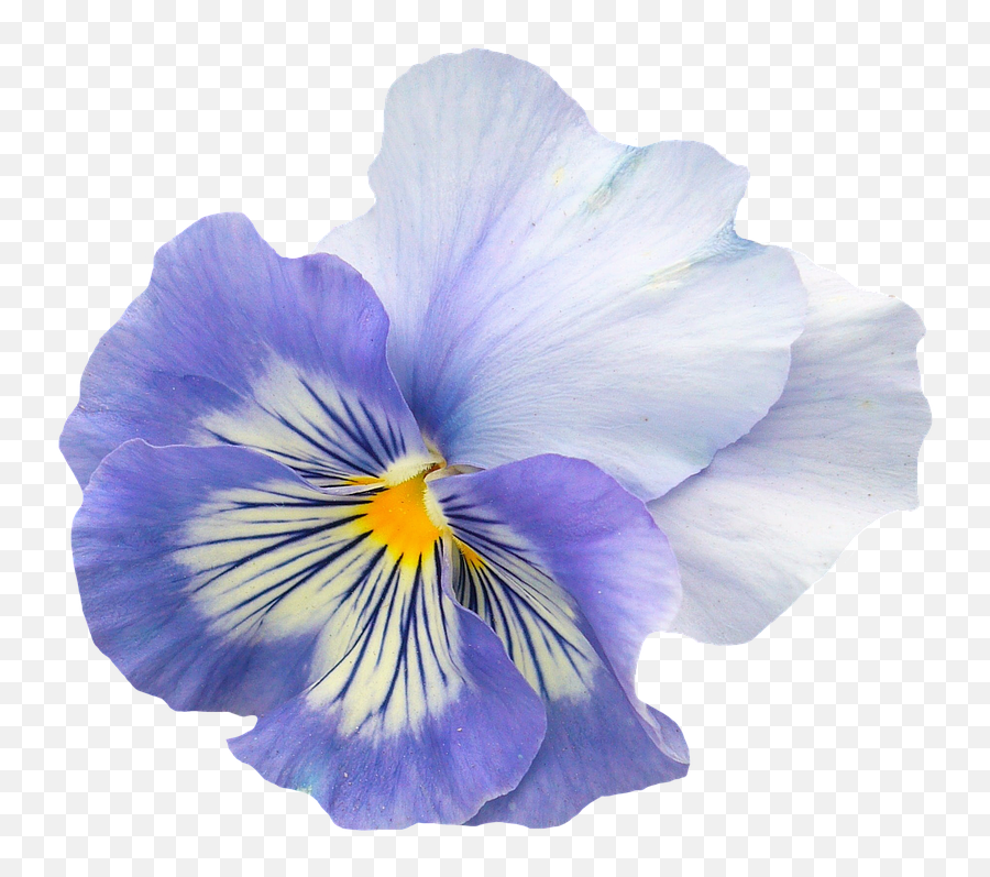Fiore Viola Png 6 Image - Spring Flower Transparent Background,Viola Png