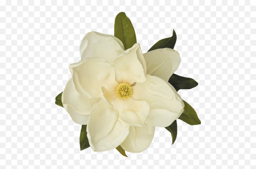 Cropped - Magnoliaflowerpng Transparent Magnolia Flower Png,Yellow Flower Png