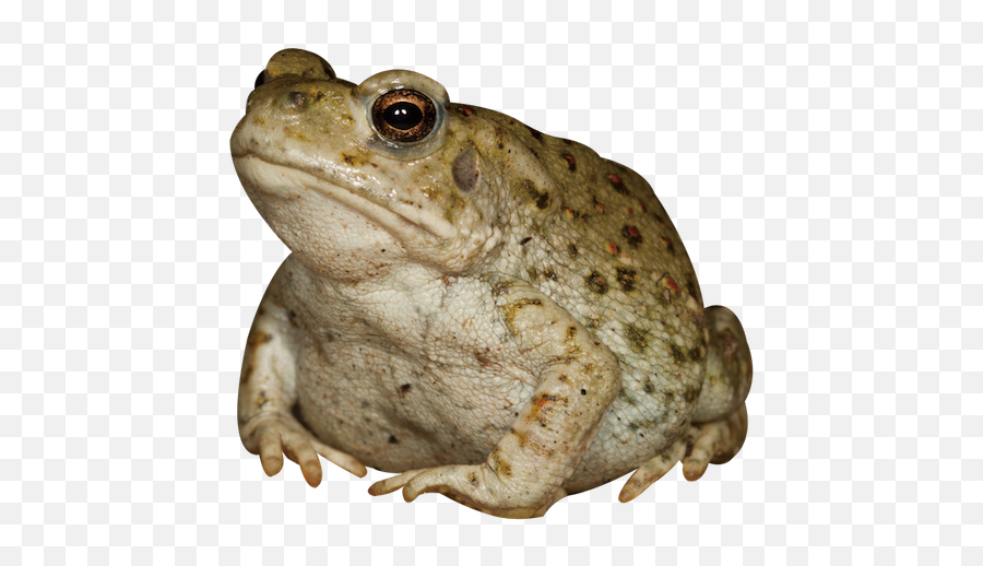 8 Chinese Aphrodisiacs To Help You Get It - Toad Transparent Png,Toad Png