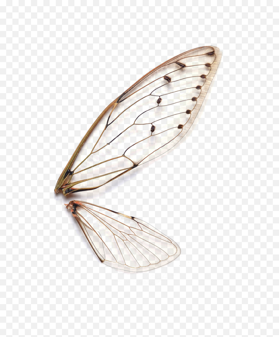 Insects Wings Hd Png Download - Transparent Insect Wing Clipart,Bandicam Watermark Png