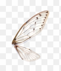 Insects Wings Hd Png Download - Transparent Clipart