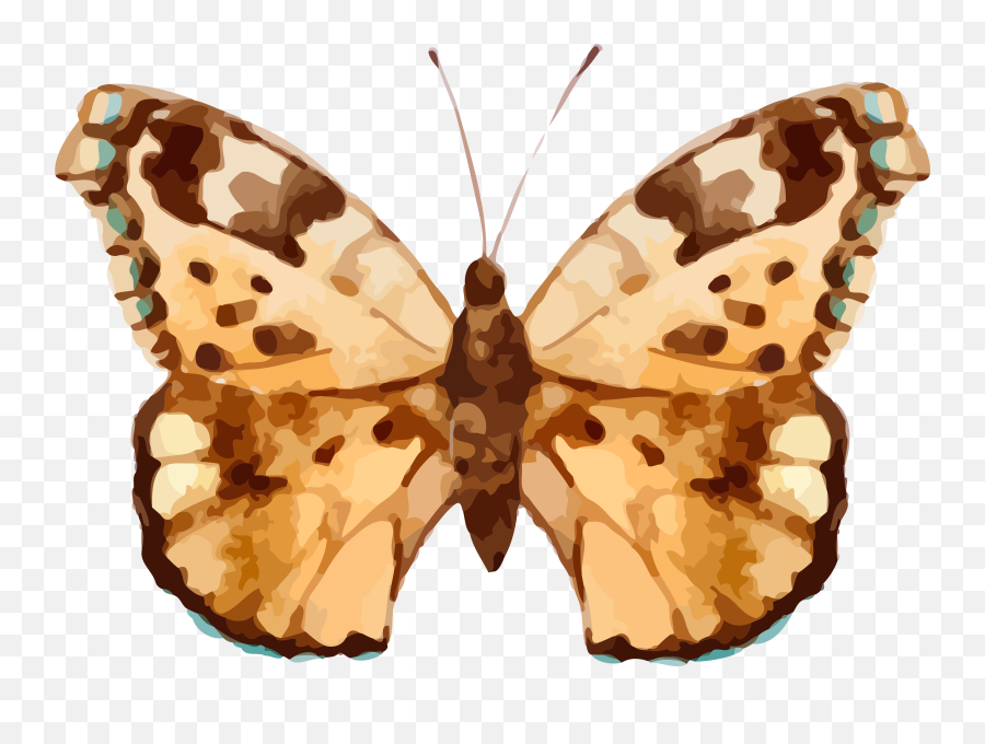 Download Real Butterfly Cliparts Png Image With No